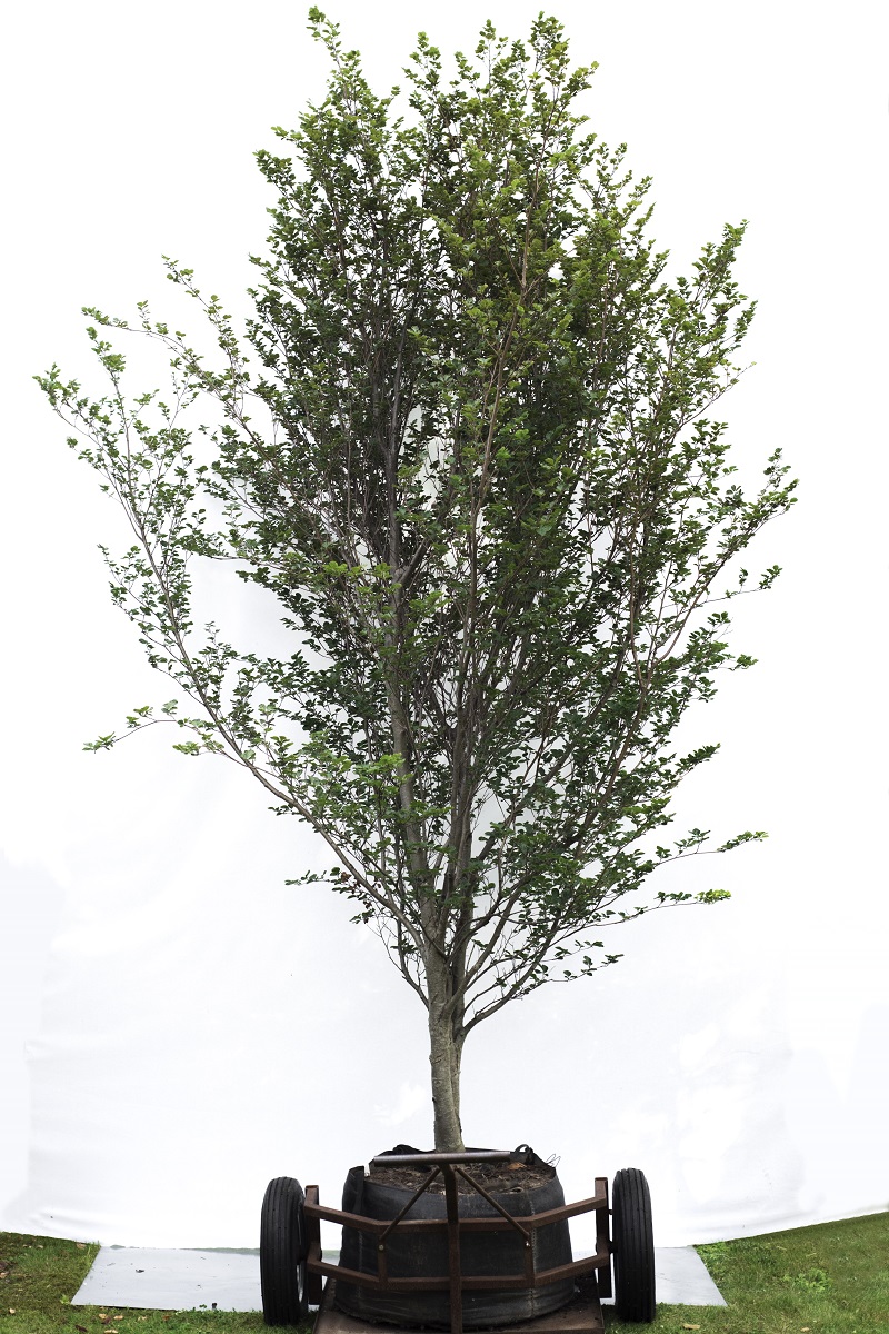 Buk zwyczajny 'Rotundifolia' - Fagus sylvatica duże drzewo drzewa sadzonki w donicach szkółka sprzedaż sklep do ogrodu sadzenia liściaste liście