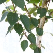 Brzoza pożyteczna 'Doorenbos’ – Betula utilis