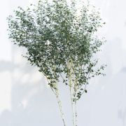 Brzoza pożyteczna 'Doorenbos’ - Betula utilis duże drzewo drzewa sadzonki w donicach szkółka sprzedaż sklep do ogrodu sadzenia liściaste liście