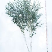 Brzoza pożyteczna 'Doorenbos’ - Betula utilis duże drzewo drzewa sadzonki w donicach szkółka sprzedaż sklep do ogrodu sadzenia liściaste liście
