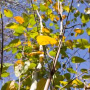 Brzoza pożyteczna 'Doorenbos’ - Betula utilis duże drzewo drzewa sadzonki w donicach szkółka sprzedaż sklep do ogrodu sadzenia liściaste liście żółte przebarwienia