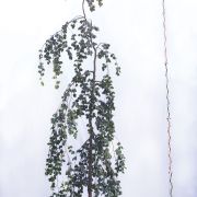 Buk pospolity 'Pendula' - Fagus sylvatica duże drzewo drzewa sadzonki w donicach szkółka sprzedaż sklep do ogrodu sadzenia liściaste liście