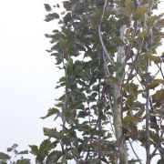 Buk pospolity Kolumna Czerwona - Fagus sylvatica duże drzewo drzewa sadzonki w donicach szkółka sprzedaż sklep do ogrodu sadzenia liściaste liście