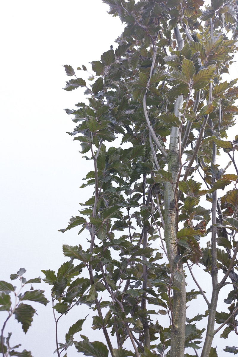 Buk pospolity Kolumna Czerwona - Fagus sylvatica duże drzewo drzewa sadzonki w donicach szkółka sprzedaż sklep do ogrodu sadzenia liściaste liście