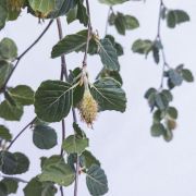 Buk pospolity 'Pendula' - Fagus sylvatica duże drzewo drzewa sadzonki w donicach szkółka sprzedaż sklep do ogrodu sadzenia liściaste liście