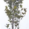 Buk pospolity Kolumna Czerwona - Fagus sylvatica duże drzewo drzewa sadzonki w donicach szkółka sprzedaż sklep do ogrodu sadzenia liściaste liście