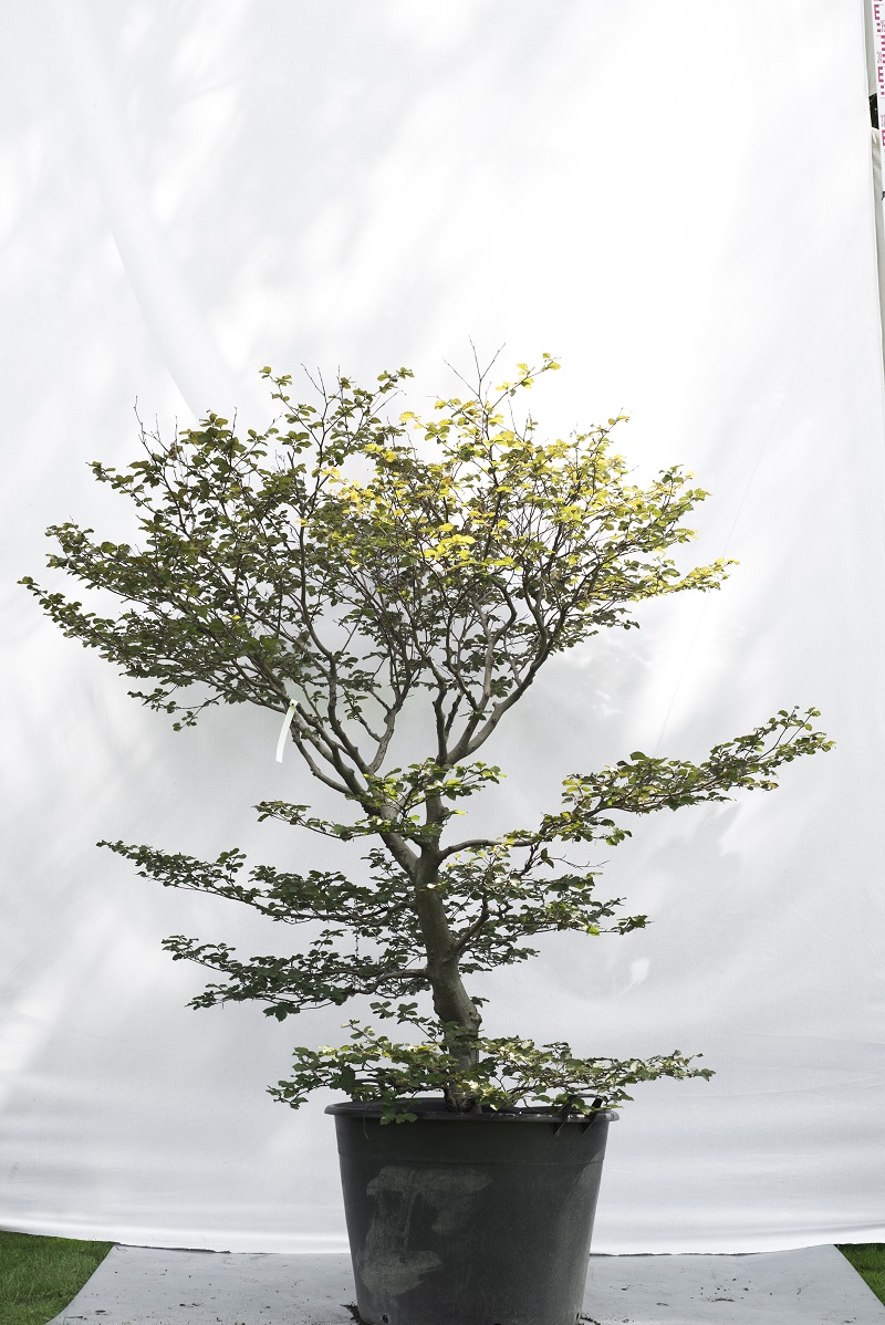 buk bonsai czerwony atropurpurea duże drzewo drzewa sadzonki w donicach szkółka sprzedaż sklep do ogrodu sadzenia liściaste liście