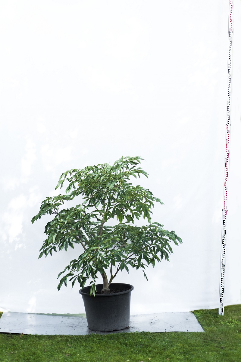 Kasztanowiec krwisty 'Koehnei' - Aesculus pavia duże drzewo drzewa sadzonki w donicach szkółka sprzedaż sklep do ogrodu sadzenia liściaste liście