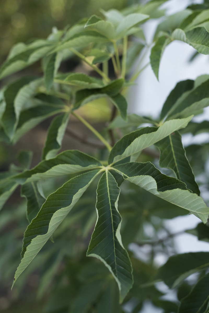 Kasztanowiec krwisty 'Koehnei' - Aesculus pavia duże drzewo drzewa sadzonki w donicach szkółka sprzedaż sklep do ogrodu sadzenia liściaste liście
