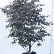 Klon palmowy - Acer palmatum 'Bloodgood' duże drzewo drzewa sadzonki w donicach szkółka sprzedaż sklep do ogrodu sadzenia liściaste liście bordowe liście