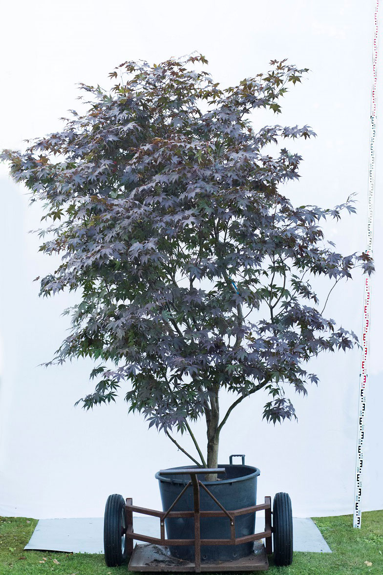 Klon palmowy - Acer palmatum 'Bloodgood' duże drzewo drzewa sadzonki w donicach szkółka sprzedaż sklep do ogrodu sadzenia liściaste liście bordowe liście