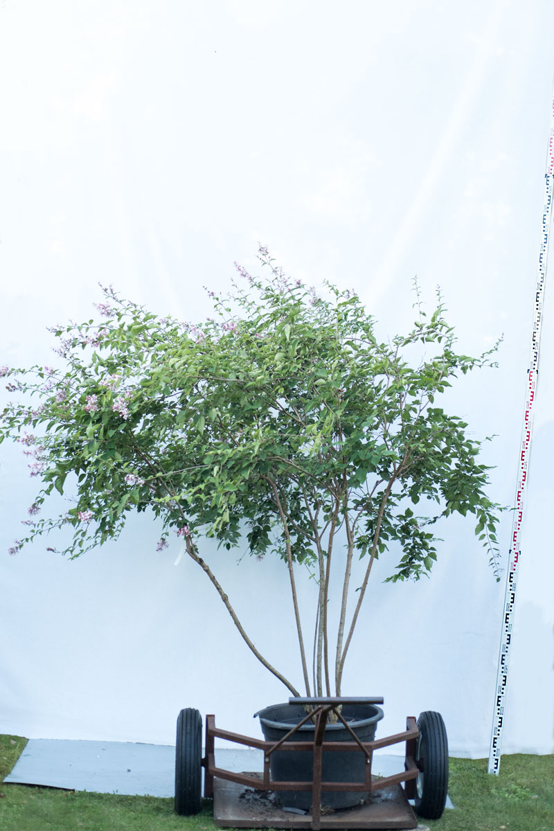 Lilak drobnolistny 'Superba' - Syringa microphylla duże drzewo drzewa sadzonki w donicach szkółka sprzedaż sklep do ogrodu sadzenia liściaste liście fioletowe kwiaty