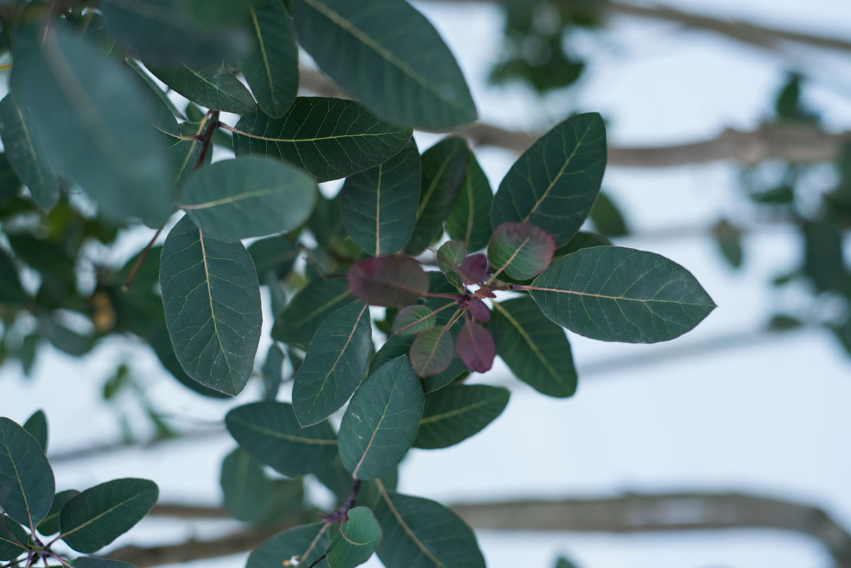 Perukowiec podolski 'Royal Purple' - Cotinus coggygria wielopienny duże drzewo drzewa sadzonki w donicach szkółka sprzedaż sklep do ogrodu sadzenia liściaste liście bordowe
