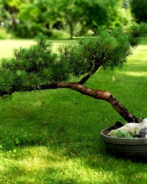 Sosna pospolita bonsai no. 83 – Pinus sylvestris