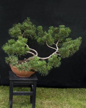 Sosna pospolita bonsai no.36 – Pinus sylvestris