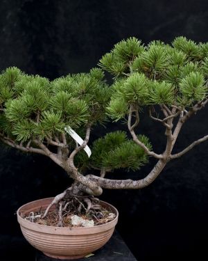 Sosna pospolita bonsai no.35 – Pinus sylvestris
