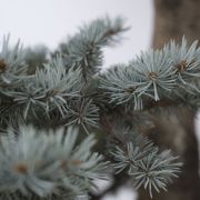 Świerk kłujący srebrny Niebieski - Picea pungens bonsai duże drzewo drzewa sadzonki w donicach szkółka sprzedaż sklep do ogrodu sadzenia iglaste zimozielone