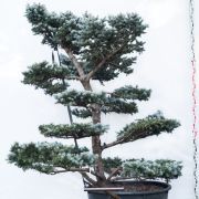 Świerk kłujący srebrny Niebieski - Picea pungens bonsai duże drzewo drzewa sadzonki w donicach szkółka sprzedaż sklep do ogrodu sadzenia iglaste zimozielone
