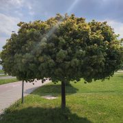 Klon pospolity *Kula Zielona* – Acer platanoides 'Globosum’