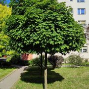 Klon pospolity *Kula Zielona* – Acer platanoides 'Globosum’