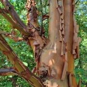 Klon strzępiastokory – Acer griseum