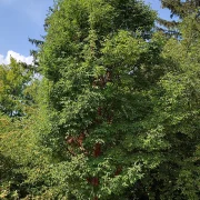 Klon strzępiastokory – Acer griseum