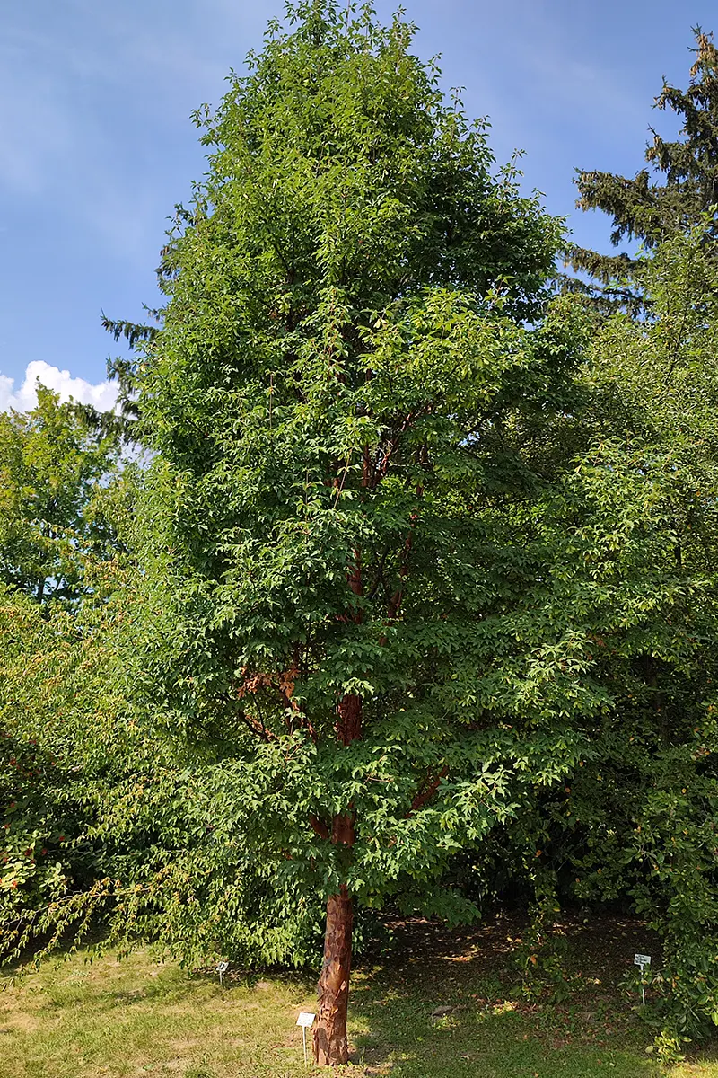 Klon strzępiastokory – Acer griseum