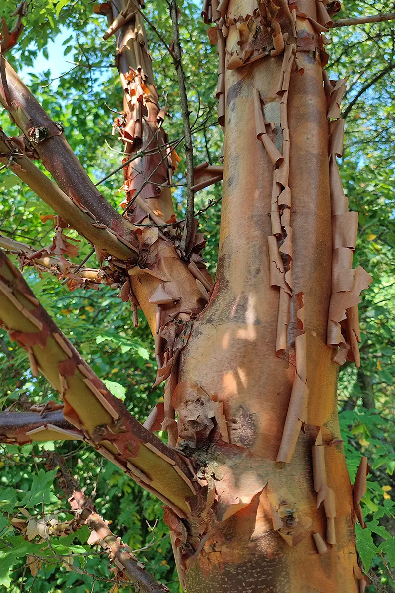 Klon strzępiastokory – Acer griseum