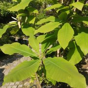 Magnolia parasolowata – Magnolia tripetala