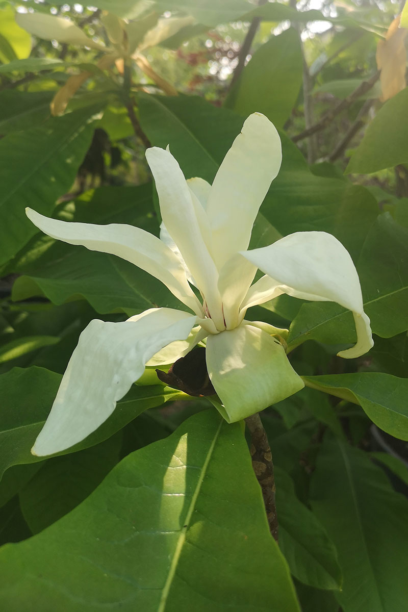 Magnolia parasolowata – Magnolia tripetala