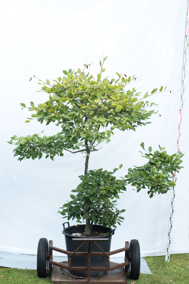 Grab pospolity - Carpinus betulus bonsai duże drzewo drzewa sadzonki w donicach szkółka sprzedaż sklep do ogrodu sadzenia liściaste liście