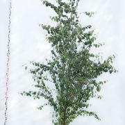 Grujecznik japoński - Cercidiphyllum japonicum duże drzewo drzewa sadzonki w donicach szkółka sprzedaż sklep do ogrodu sadzenia liściaste liście