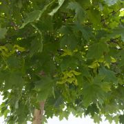 Klon pospolity Kula Zielona - Acer platanoides 'Globosum' duże drzewo drzewa sadzonki w donicach szkółka sprzedaż sklep do ogrodu sadzenia liściaste liście