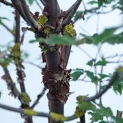 Klon strzępiastokory - Acer griseum duże drzewo drzewa sadzonki w donicach szkółka sprzedaż sklep do ogrodu sadzenia liściaste liście