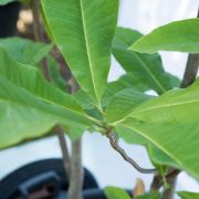 Magnolia parasolowata - Magnolia tripetala duże drzewo drzewa sadzonki w donicach szkółka sprzedaż sklep do ogrodu sadzenia liściaste liście