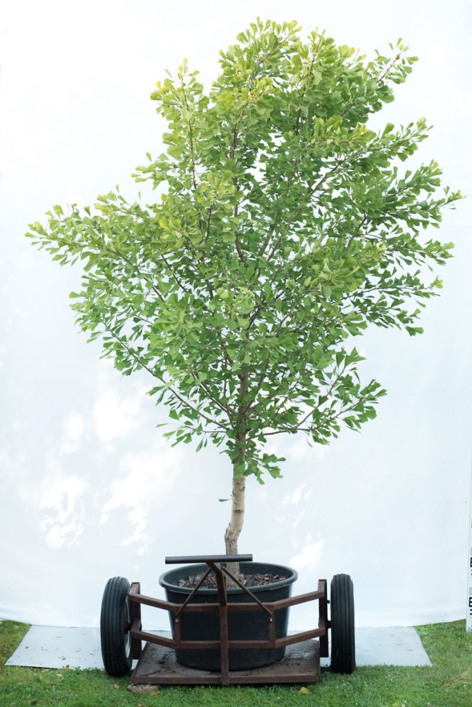 Miłorząb dwuklapowy 'Saratoga' - Ginkgo biloba duże drzewo drzewa sadzonki w donicach szkółka sprzedaż sklep do ogrodu sadzenia liściaste liście - drzewa miejskie, drzewa do miasta, rośliny do nasadzeń w mieście, drzewa odporne na suszę