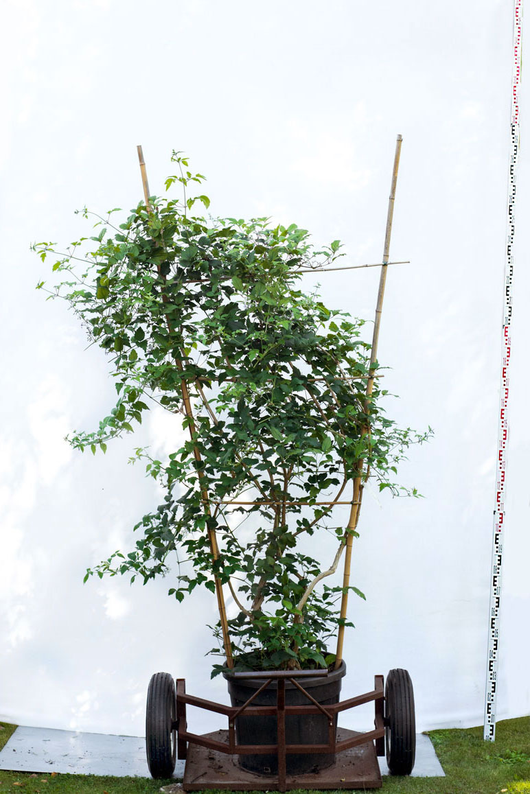 pnącze Powojnik teksański - Clematis texensis duże drzewo drzewa sadzonki w donicach szkółka sprzedaż sklep do ogrodu sadzenia liściaste liście