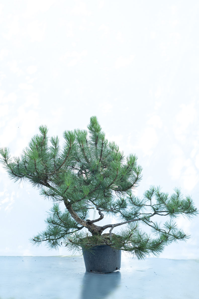 Sosna czarna-Pinus nigra subsp. nigra-duże drzewo drzewa sadzonki w donicach szkółka sprzedaż sklep do ogrodu sadzenia iglaste zimozielon