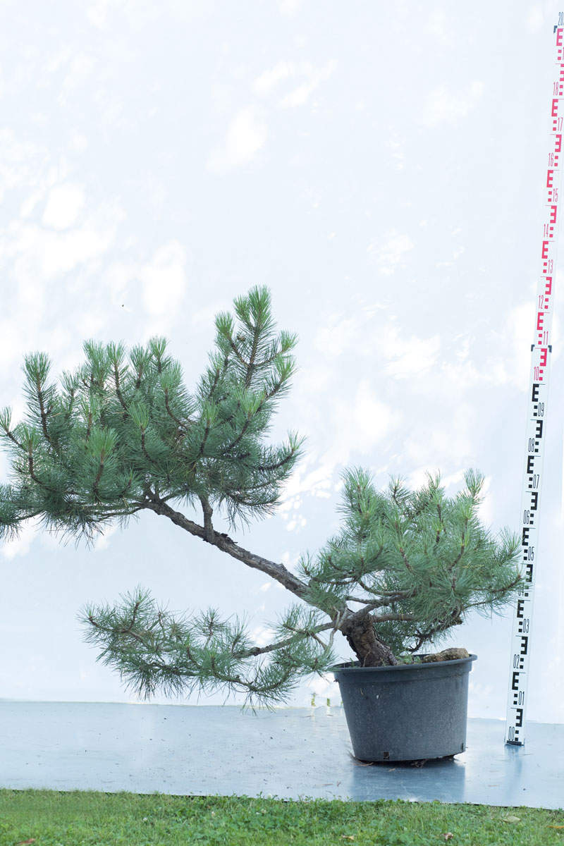 Sosna czarna bonsai no.80 – Pinus nigra