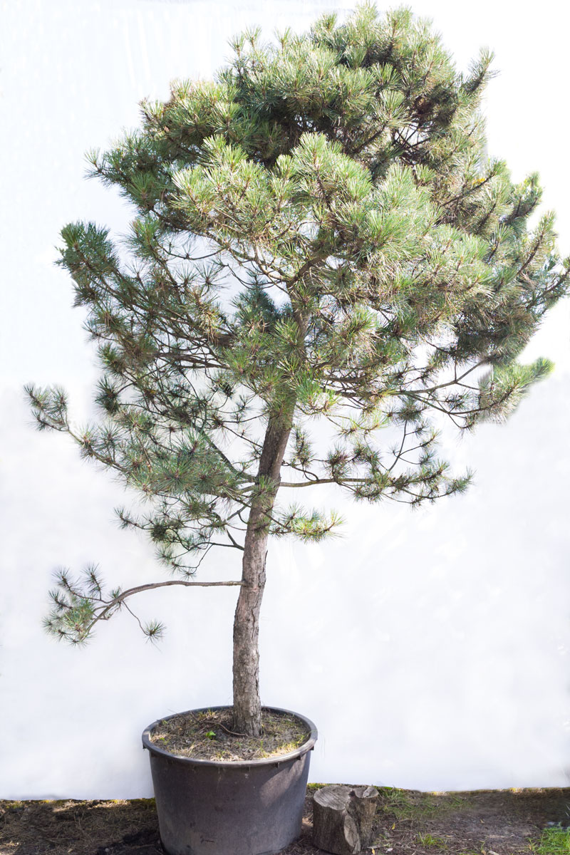 Sosna czarna 4m  – Pinus nigra