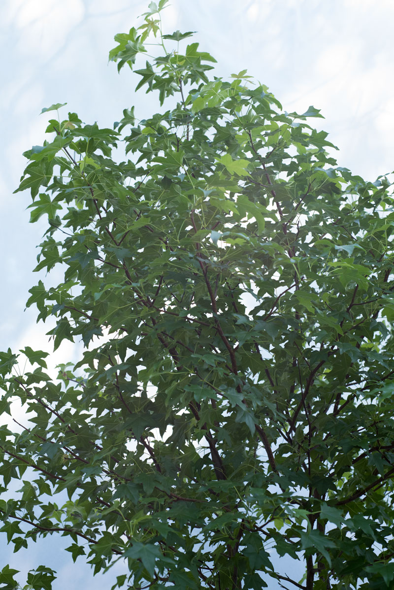 Ambrowiec amerykański - Liquidambar styraciflua duże drzewo drzewa sadzonki w donicach szkółka sprzedaż sklep do ogrodu sadzenia liściaste liście
