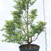 Buk pospolity - Fagus sylvatica duże drzewo drzewa sadzonki w donicach szkółka sprzedaż sklep do ogrodu sadzenia liściaste liście bonsai