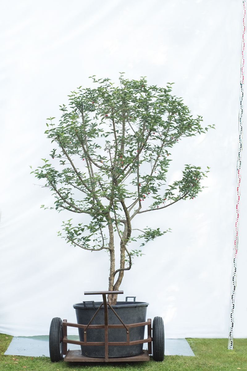 Dereń jadalny - Cornus mas duże drzewo drzewa sadzonki w donicach szkółka sprzedaż sklep do ogrodu sadzenia liściaste liście