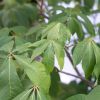 Kasztanowiec żółty - Aesculus flava duże drzewo drzewa sadzonki w donicach szkółka sprzedaż sklep do ogrodu sadzenia liściaste liście
