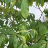 Kasztanowiec żółty - Aesculus flava duże drzewo drzewa sadzonki w donicach szkółka sprzedaż sklep do ogrodu sadzenia liściaste liście