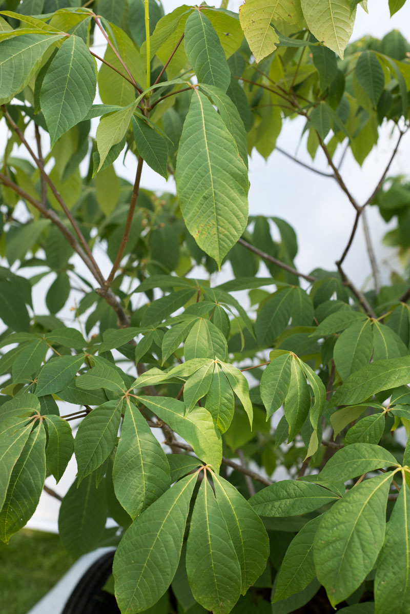 Kasztanowiec żółty - Aesculus flava duże drzewo drzewa sadzonki w donicach szkółka sprzedaż sklep do ogrodu sadzenia liściaste liście