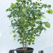 Kielichowiec chiński - Sinocalycanthus chinensis duże drzewo drzewa sadzonki w donicach szkółka sprzedaż sklep do ogrodu sadzenia liściaste liście