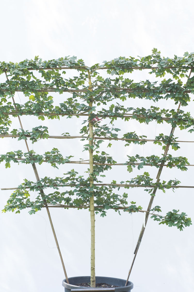 Klon polny - Acer campestre ekran formowany duże drzewo drzewa sadzonki w donicach szkółka sprzedaż sklep do ogrodu sadzenia liściaste liście