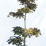 Klon pospolity Kolumna Czerwona - Acer platanoides 'Crimson Sentry' duże drzewo drzewa sadzonki w donicach szkółka sprzedaż sklep do ogrodu sadzenia liściaste liście bonsai