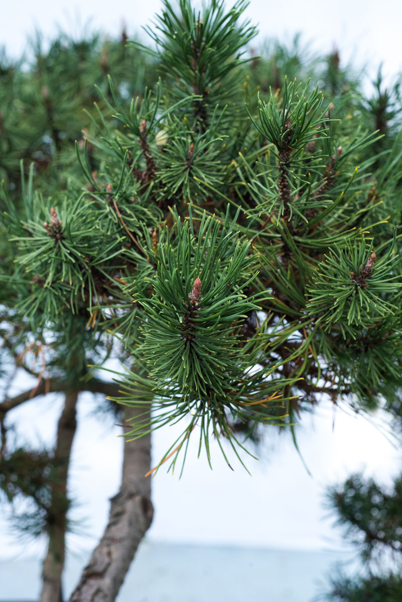 Sosna kosodrzewina - Pinus mugo subsp. mugo duże drzewo drzewa sadzonki w donicach szkółka sprzedaż sklep do ogrodu sadzenia iglaste zimozielone bonsai